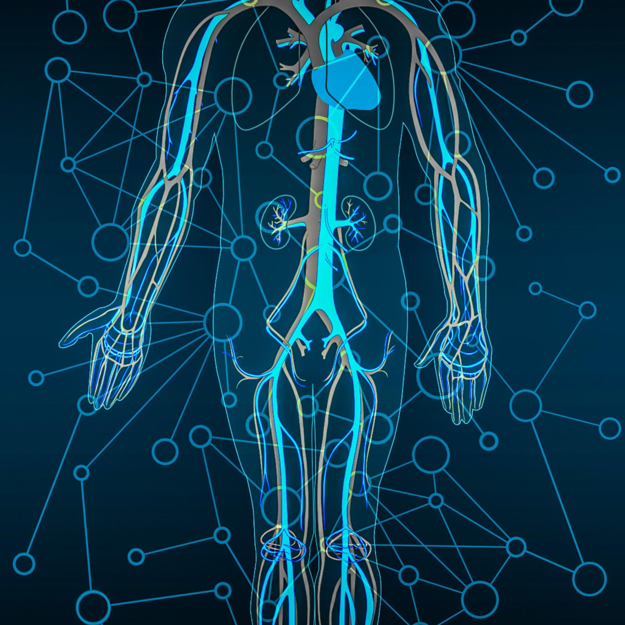 human-body-circulatory-system-circulation-blood-anatomy-body-1640743-pxhere.com
